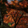 八幡城の秋