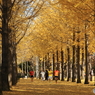 晩秋の公園模様ー駆ける人