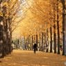 晩秋の公園模様ー走る人