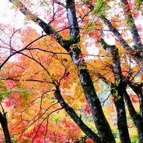 大窪寺の紅葉