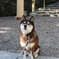 芝犬と神社