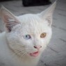 ”金目銀目”の野良~イラン Odd-Eyed Cat