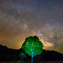 The tree of milk way　～星の降る里より～