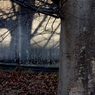 枯れ木と影：写真句