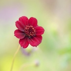 chocolate cosmos