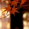 京都 楓と光の共演