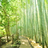 鎌倉の竹林①