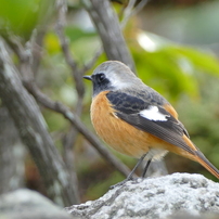 里山の小鳥たちNo.3