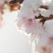 雪化粧した四季桜