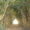 木のトンネル
