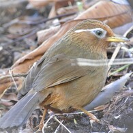 ガビチョウ