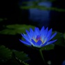 Blue Lotus