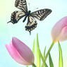 Tulip & butterfly