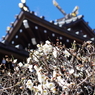 梅_白山神社(文京区)