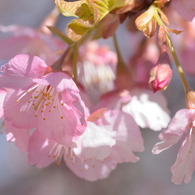 河津桜_代々木公園_04