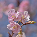 河津桜_代々木公園_05