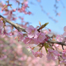 河津桜_代々木公園_09