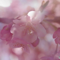如月桜－Ⅲ