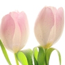 Pink Tulips