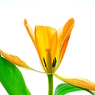 Orannge Tulip