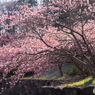 石垣と河津桜