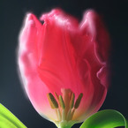 Pink Tulipu