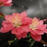 桃の花4