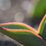 Tulip leaves