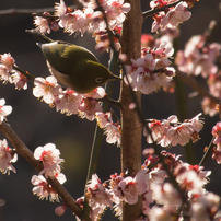 鳥さん