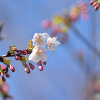 桜咲く