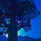 Old cedar tree under moon light