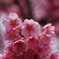 春色・桃色・土肥桜