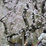 spring for tokyoites