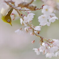 春爛漫、花見鳥