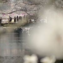 spring for tokyoites 2017