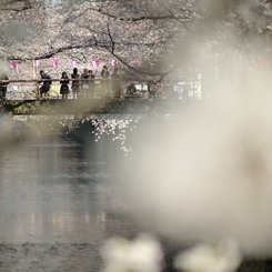 spring for tokyoites