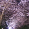 夜桜見物　3