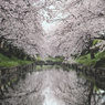 春の雨と桜