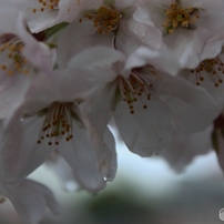 桜の花