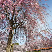 花畑公園の桜2