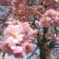花畑公園の桜4