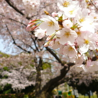 花畑公園の桜5