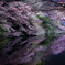 Sakura Japan ～桜～