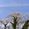 つたのからまる桜