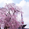 増上寺の桜1