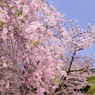 増上寺の桜2