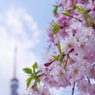 増上寺の桜3