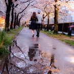 春雨の桜道