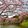 彦根城大手門桜