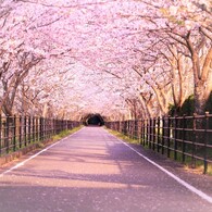 桜のトンネルで散歩